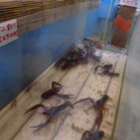 魚華園　　ザリガニ釣り