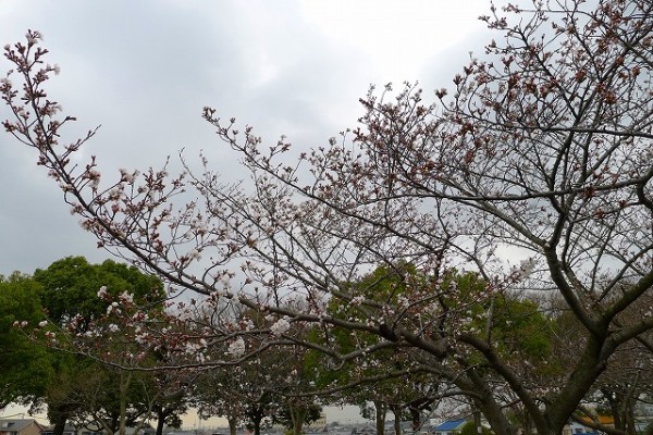 岸和田市の流木の桜