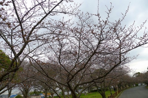 岸和田市の桜