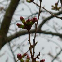 岸和田の桜