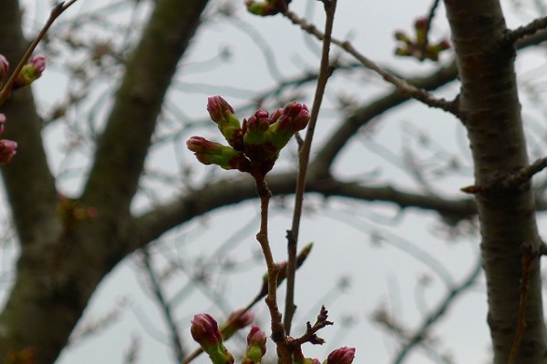 岸和田の桜