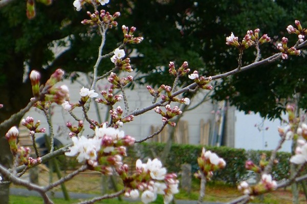 岸和田市の流木の桜のつぼみ