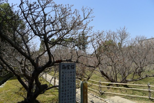 仁和寺　の御室桜