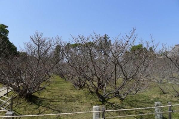 仁和寺　の御室桜　２