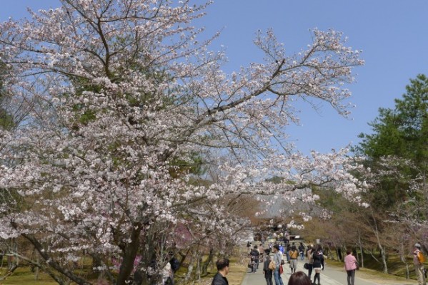 仁和寺　の　そめい吉野桜