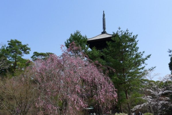 仁和寺　の　五重の塔としだれ桜