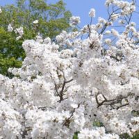 桐箪笥の社長ブログ　　もうすぐ桜の季節ですね日本を代表するソメイヨシノの名前の由来