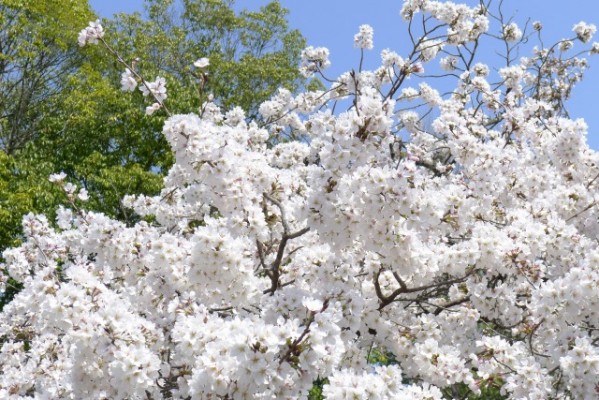 仁和寺　の　境内の桜