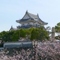 大阪　泉州　岸和田城の桜です。