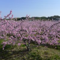 包近（かねちか）の桃の花も綺麗ですね。