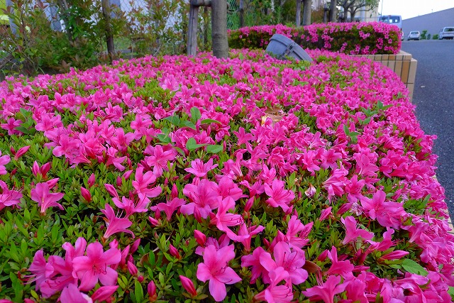 karimoku 関西ショウルームの花壇のさつき