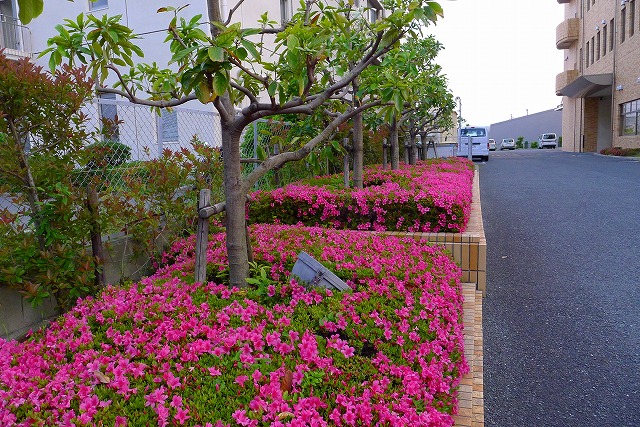 karimoku 関西ショウルームの花壇のさつき　２