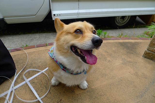 コーギー犬のアポロ