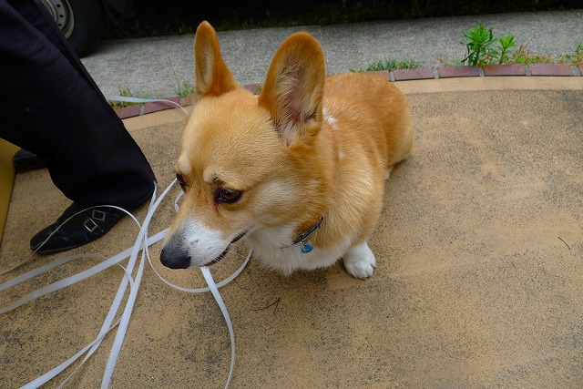 コーギー犬のアポロ　２