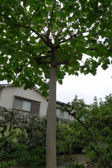 お客様のお庭に 大きな立派な桐の木がございました 大阪泉州桐箪笥の 初音の家具 田中家具製作所