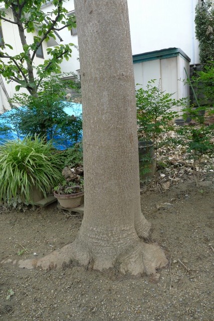桐の木の幹