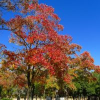 紅葉シリーズパートⅡ　会社のすぐ近くの岸和田中央公園の紅葉です。