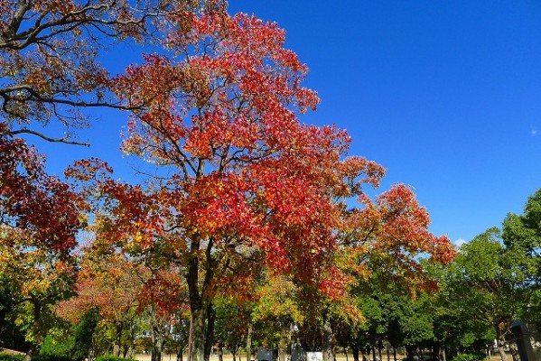 岸和田中央公園の紅葉
