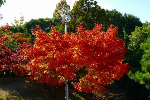 岸和田中央公園のかえで