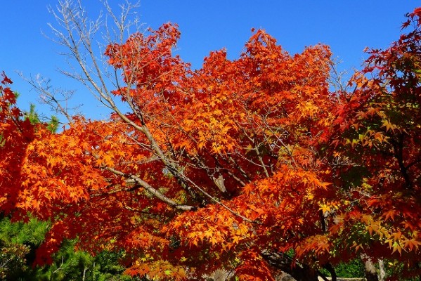 岸和田中央公園のかえで　２