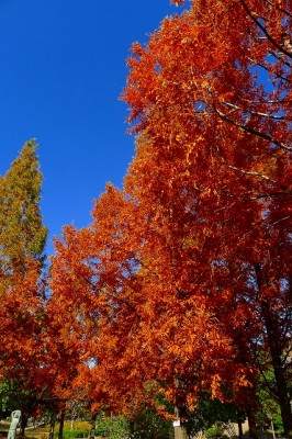 岸和田中央公園のかえで　３