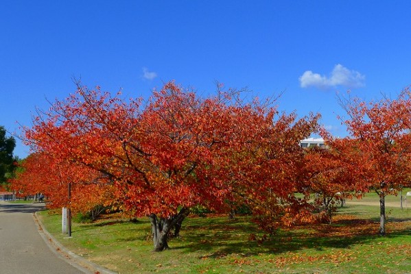 岸和田中央公園の桜の紅葉