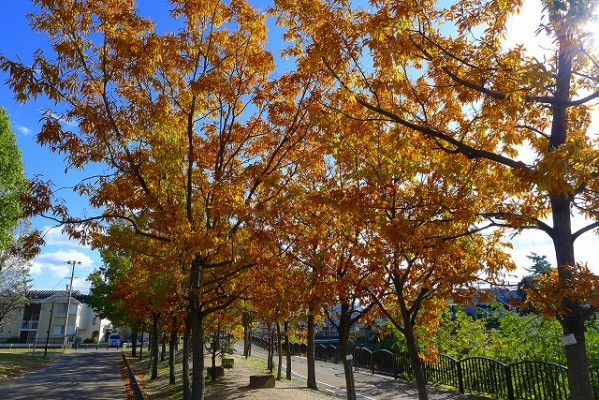 岸和田中央公園のコナラの紅葉