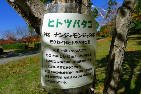 岸和田中央公園のヒトツバタゴの紹介