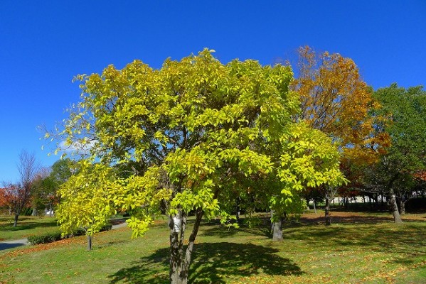 岸和田中央公園のヒトツバタゴの紅葉