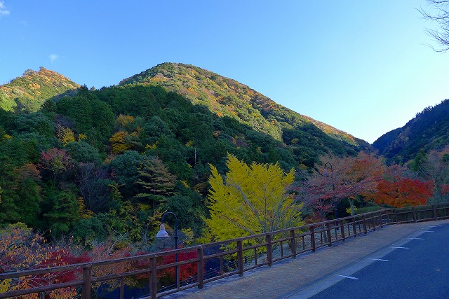 岸和田の紅葉の山