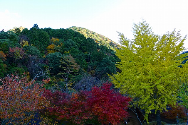 岸和田の山の紅葉