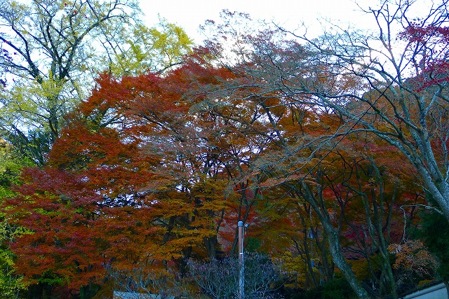 岸和田の秋の紅葉