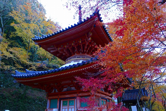 大威徳寺の多宝塔（国の重要文化財）紅葉　２