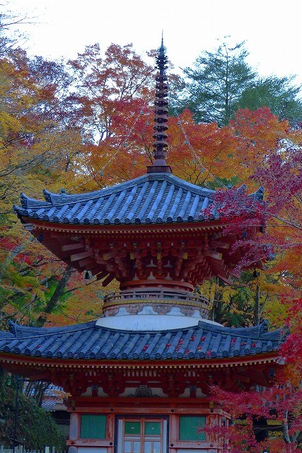 大威徳寺の多宝塔（国の重要文化財）と紅葉（もみじ）