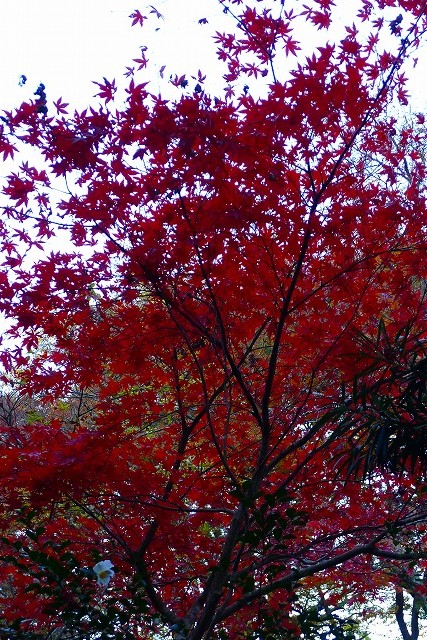 大威徳寺のもみじ