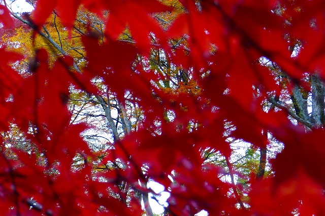 大威徳寺のもみじ　２