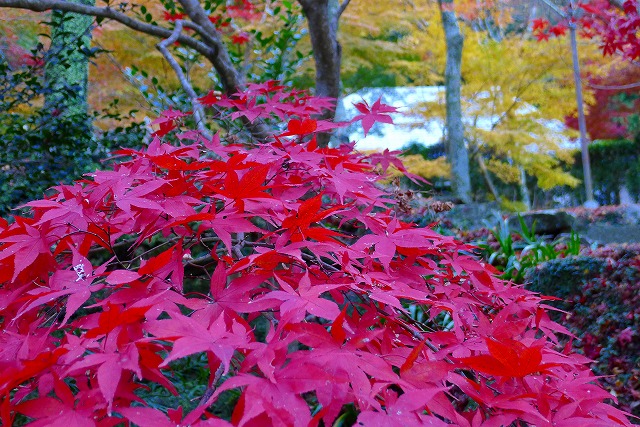 美しい大威徳寺のもみじ