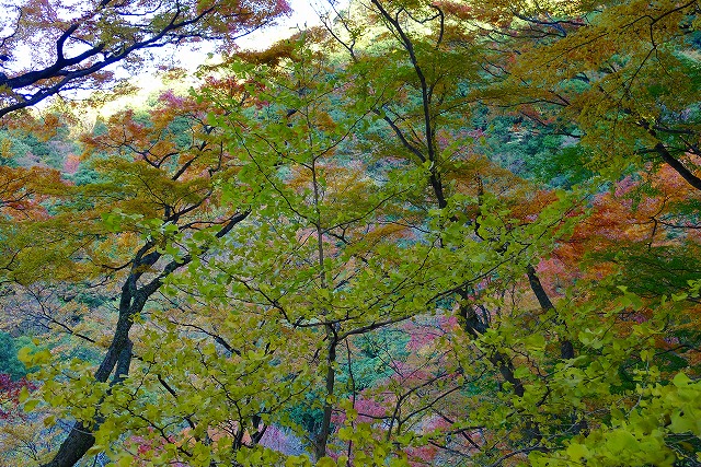 あざやかな風景