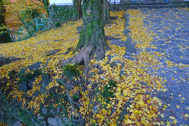 銀杏の落ち葉