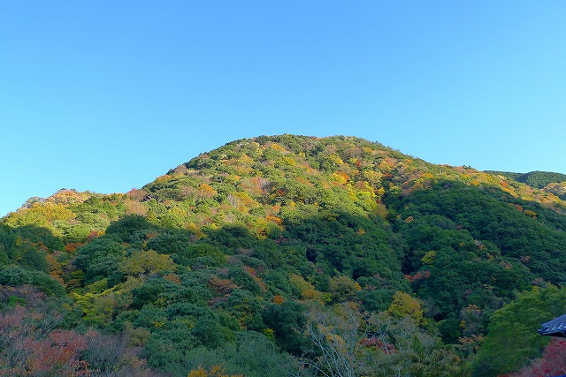 参道から見る山の紅葉