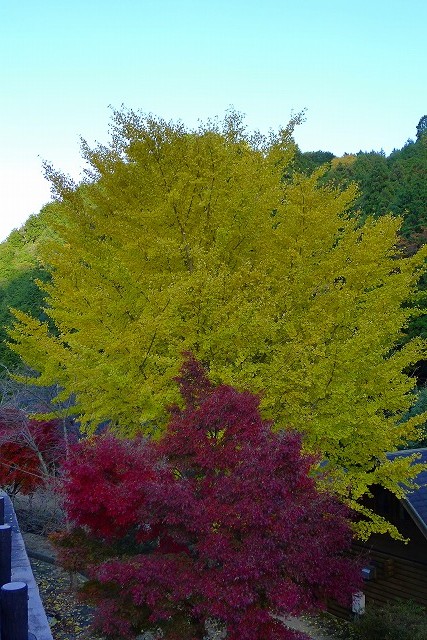 銀杏と楓の紅葉