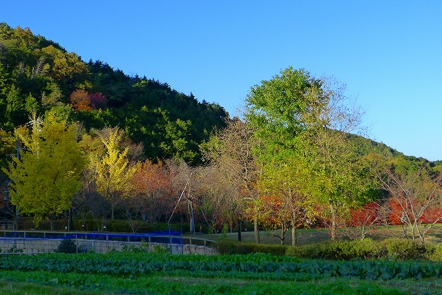 秋の岸和田大沢町