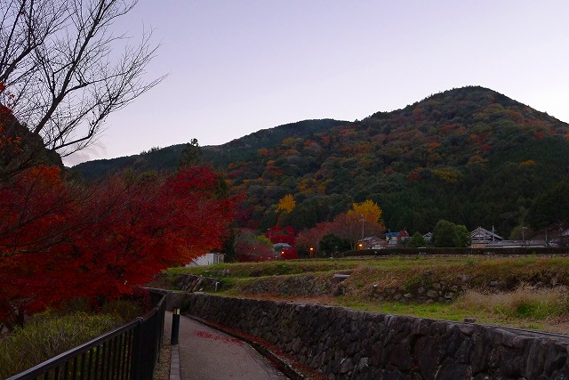 岸和田大沢町の夕暮れの紅葉