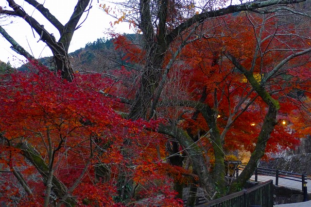 夕暮れの紅葉（もみじ）