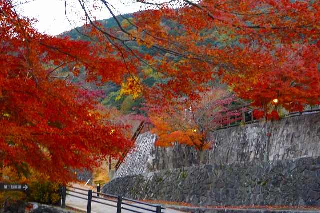 岸和田　大沢の夕暮れの紅葉（もみじ）