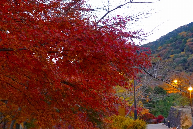 岸和田　大沢の夕暮れの紅葉（もみじ）と街路灯