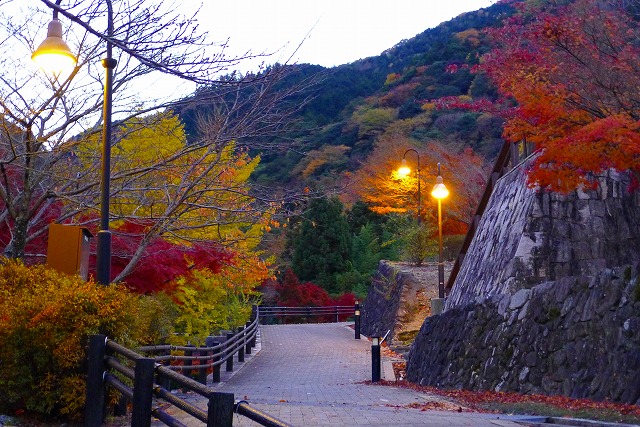 岸和田　いよやかの郷の遊歩道と夕暮れの紅葉（もみじ）と街路灯