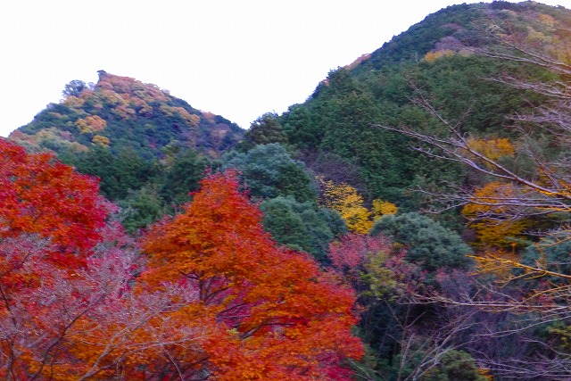 岸和田夕暮れの紅葉（もみじ）と山