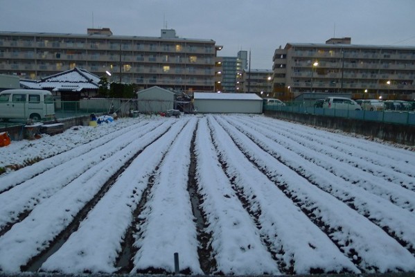 雪が積った泉州地域