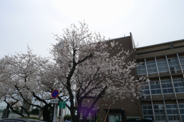 岸和田市役所の桜